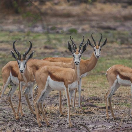 Grassland Safari Lodge Ghanzi Экстерьер фото