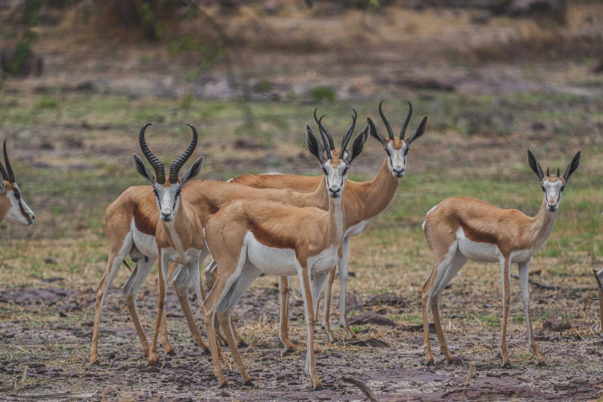 Grassland Safari Lodge Ghanzi Экстерьер фото