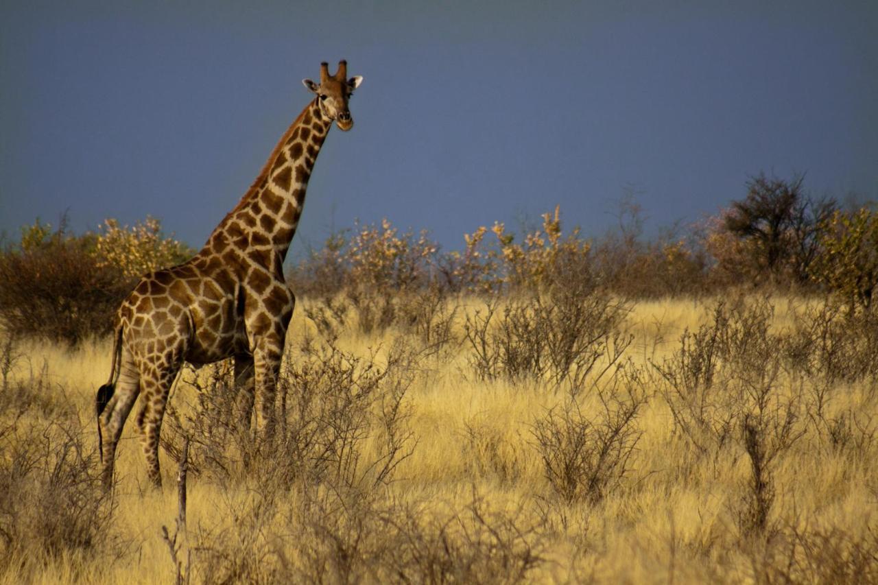 Grassland Safari Lodge Ghanzi Экстерьер фото