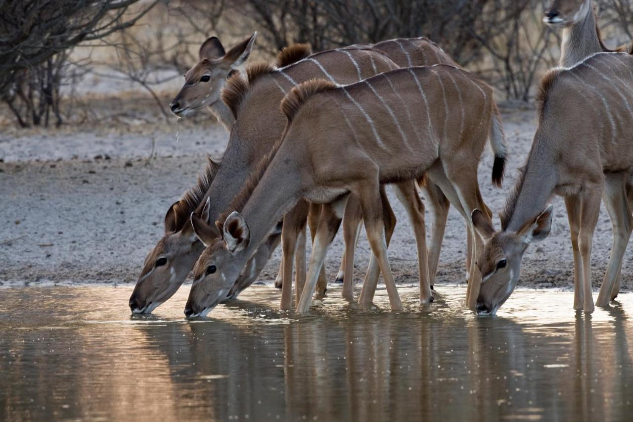 Grassland Safari Lodge Ghanzi Экстерьер фото