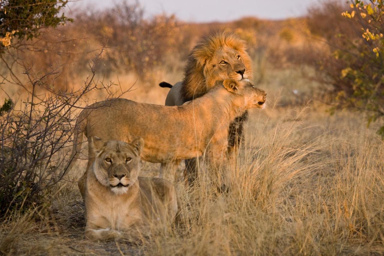 Grassland Safari Lodge Ghanzi Экстерьер фото